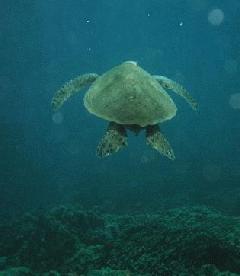 Maui Turtle 1.jpg